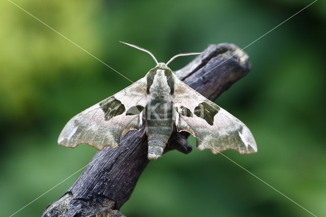 Lindepijlstaart (Mimas tiliae)