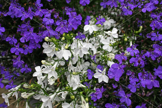 Lobelia spec.