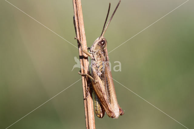 Upland Field Grasshopper (Chorthippus apricarius)