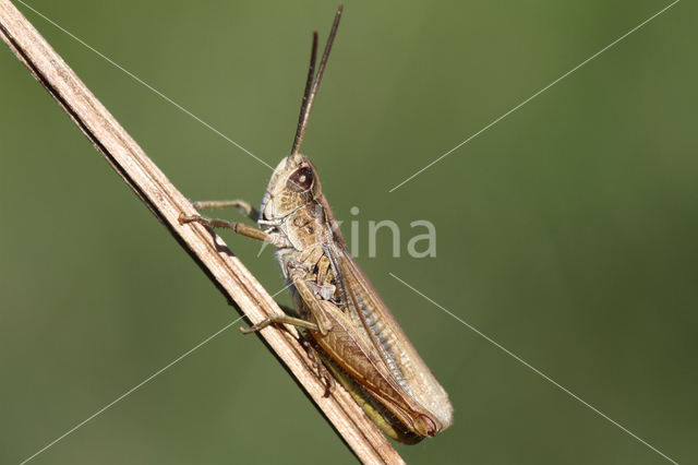 Upland Field Grasshopper (Chorthippus apricarius)