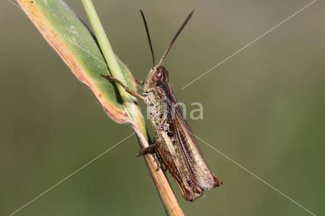 Locomotiefje (Chorthippus apricarius)