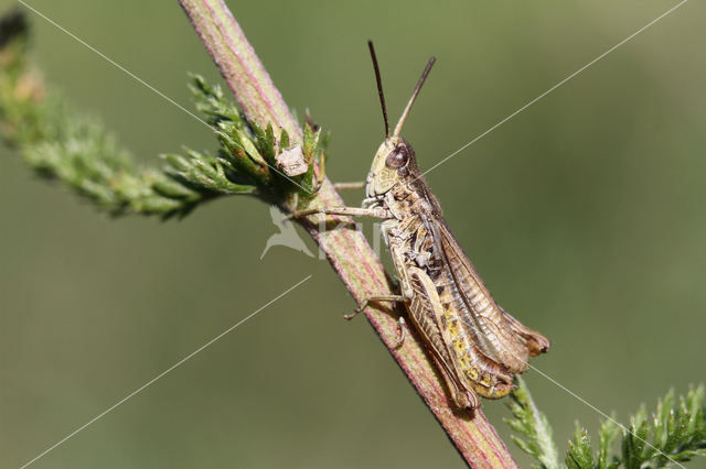 Upland Field Grasshopper (Chorthippus apricarius)