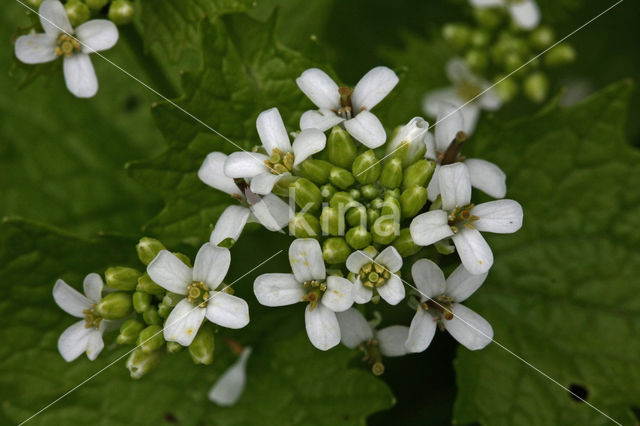 Garlic Mustard