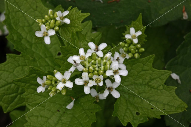 Garlic Mustard