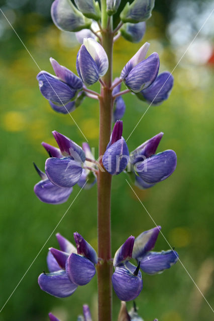 Lupine (Lupinus spec.)