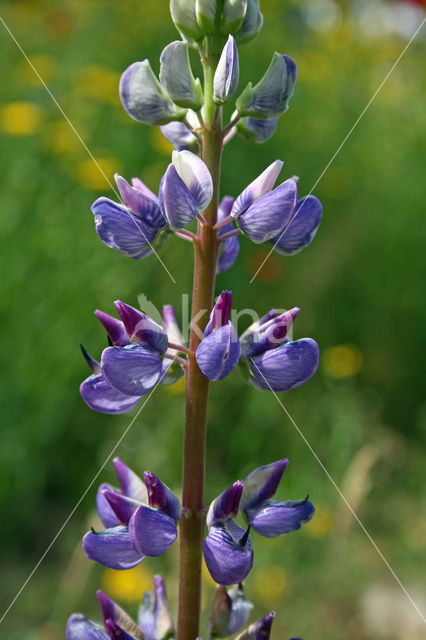 Lupine (Lupinus spec.)