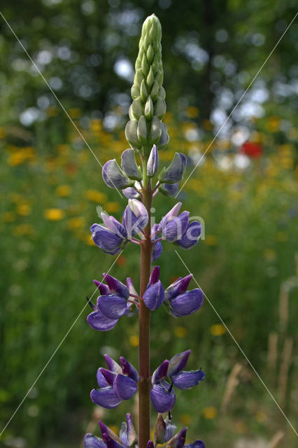 Lupine (Lupinus spec.)