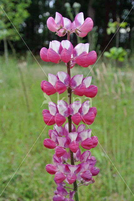 Lupine (Lupinus spec.)