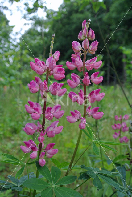 Lupine (Lupinus spec.)