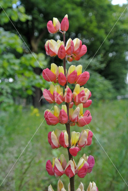 Lupine (Lupinus spec.)