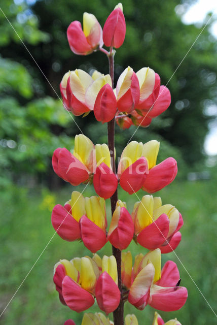 lupine (Lupinus spec.)
