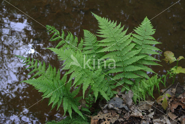 Mannetjesvaren (Dryopteris filix-mas)