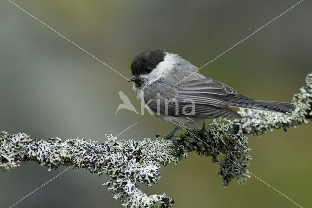 Willow Tit (Parus montanus)