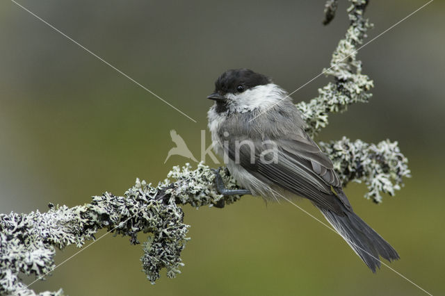 Willow Tit (Parus montanus)