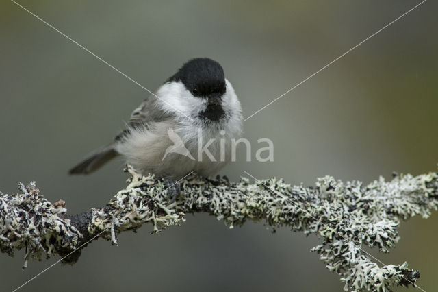 Matkop (Parus montanus)