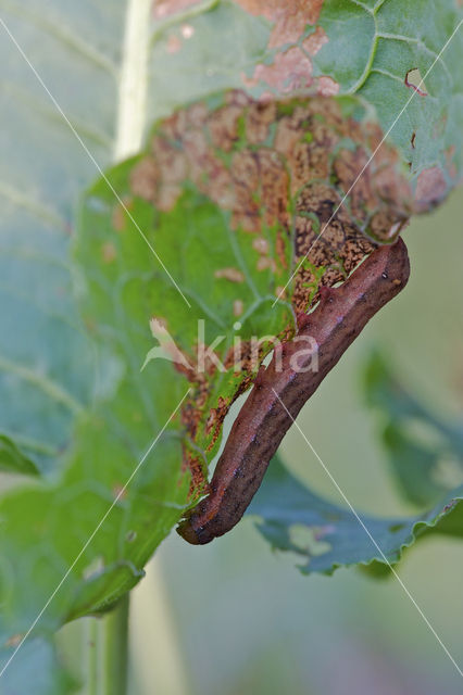 Meldevlinder (Trachea atriplicis)