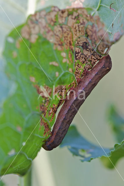 Meldevlinder (Trachea atriplicis)