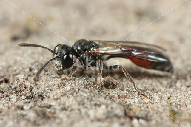 Mimesa equestris