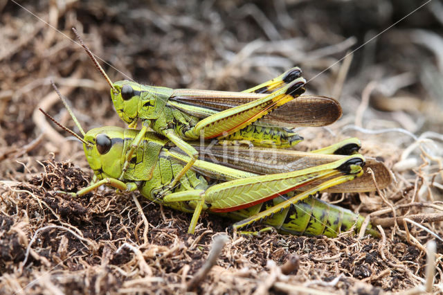 Moerassprinkhaan (Stethophyma grossum)