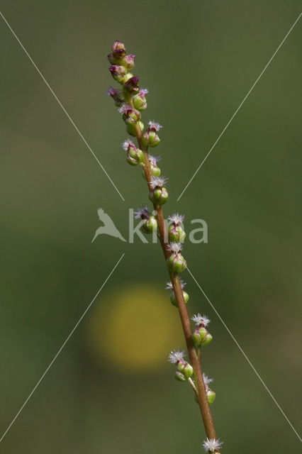 Moeraszoutgras (Triglochin palustris)