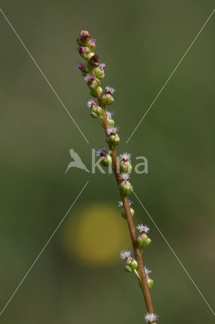 Marsh Arrowgrass (Triglochin palustris)
