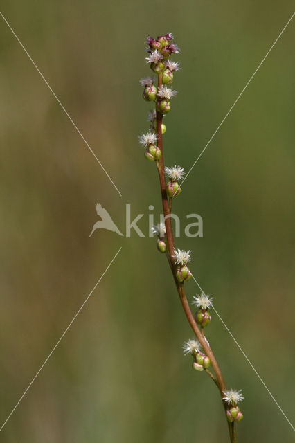 Moeraszoutgras (Triglochin palustris)