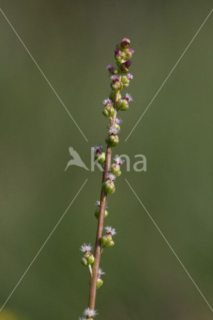 Moeraszoutgras (Triglochin palustris)