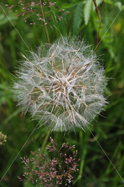 Goatsbeard (Tragopogon pratensis)