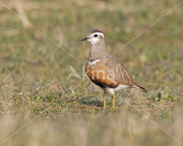 Eurasian Dotterel (Eudromias morinellus)