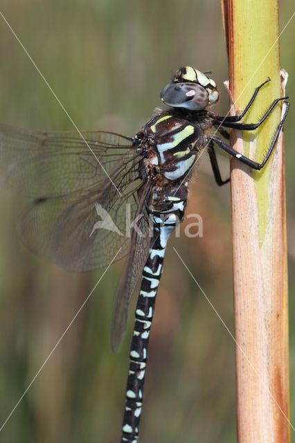 Noordse glazenmaker (Aeshna subarctica)