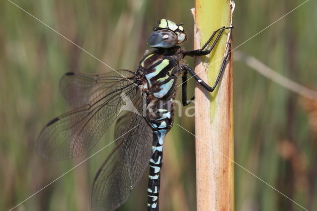 Noordse glazenmaker (Aeshna subarctica)