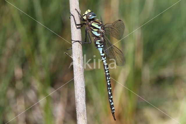 Noordse glazenmaker (Aeshna subarctica)