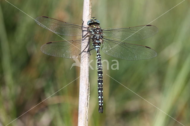 Noordse glazenmaker (Aeshna subarctica)