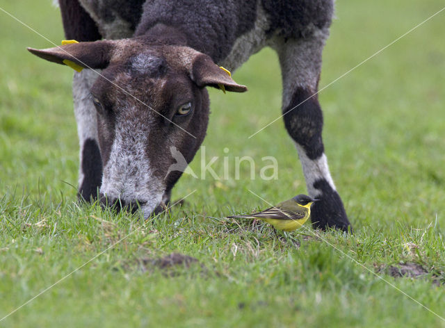 Noordse Kwikstaart (Motacilla thunbergi)