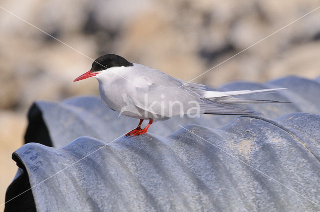 Arctic Tern (Sterna paradisaea)