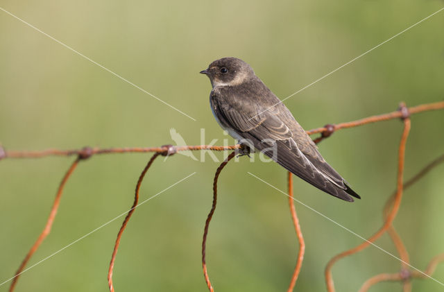 Bank Swallow (Riparia riparia)