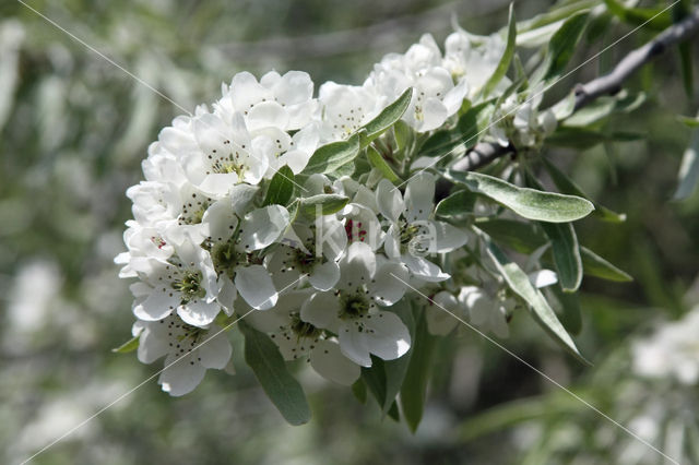 Olijfwilg (Elaeagnus spp)