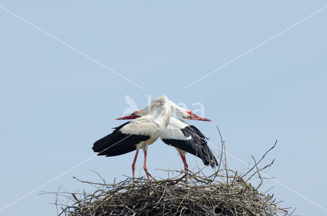 White Stork (Ciconia ciconia)