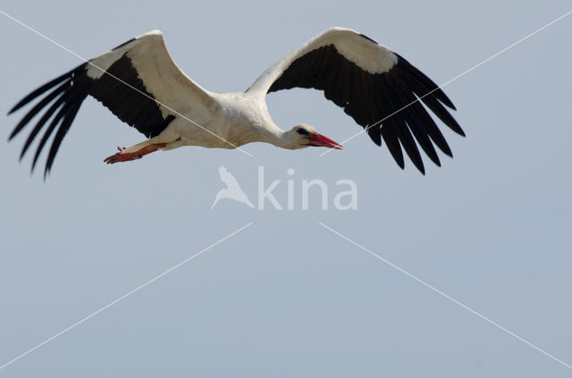 White Stork (Ciconia ciconia)