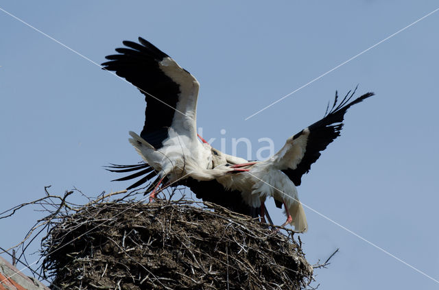 White Stork (Ciconia ciconia)