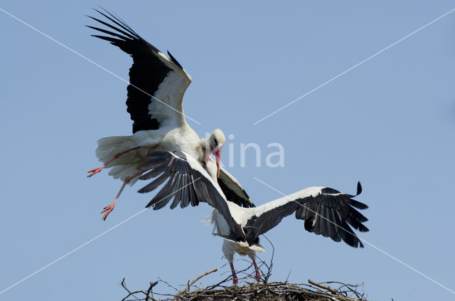 White Stork (Ciconia ciconia)