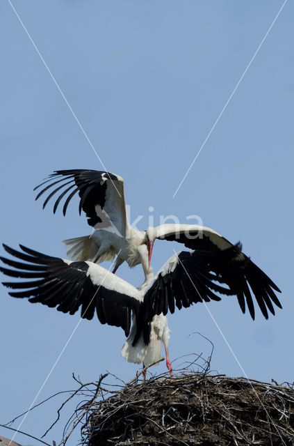 White Stork (Ciconia ciconia)