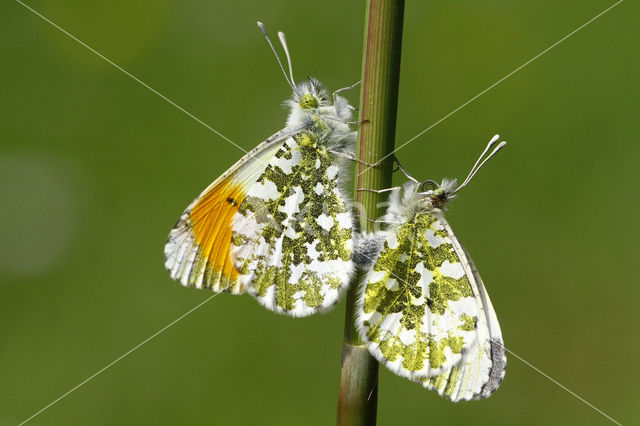Orange-tip (Anthocharis cardamines)