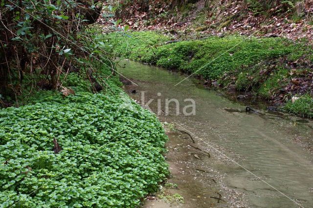 Opposite-leaved Golden Saxifrage (Chrysosplenium oppositifolium)