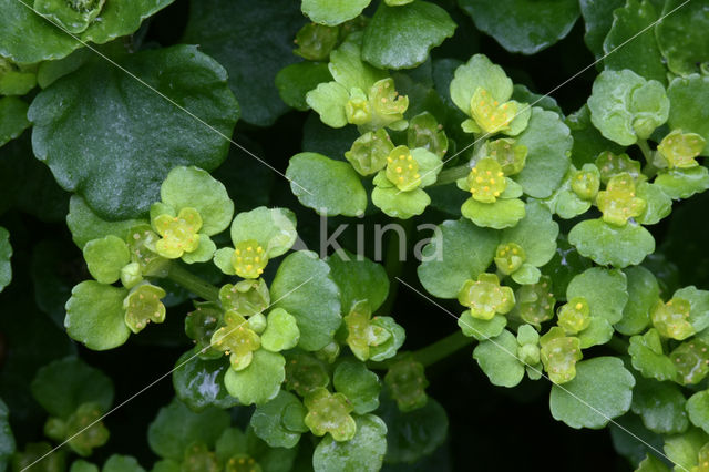 Opposite-leaved Golden Saxifrage (Chrysosplenium oppositifolium)