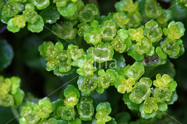 Opposite-leaved Golden Saxifrage (Chrysosplenium oppositifolium)