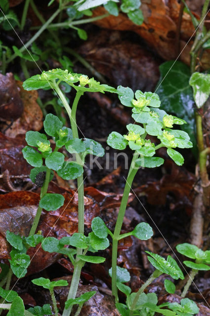 Opposite-leaved Golden Saxifrage (Chrysosplenium oppositifolium)