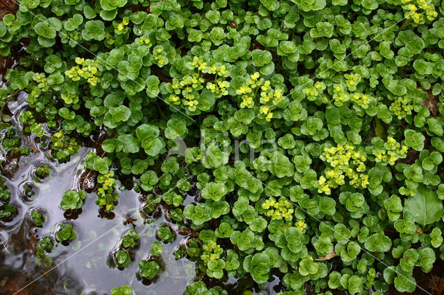 Opposite-leaved Golden Saxifrage (Chrysosplenium oppositifolium)