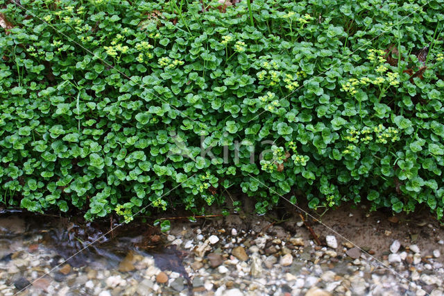 Paarbladig goudveil (Chrysosplenium oppositifolium)