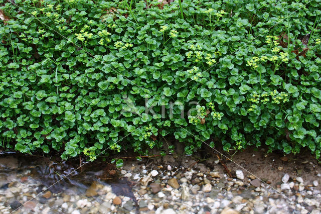 Opposite-leaved Golden Saxifrage (Chrysosplenium oppositifolium)